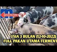 Babi Umur 3 Bulan